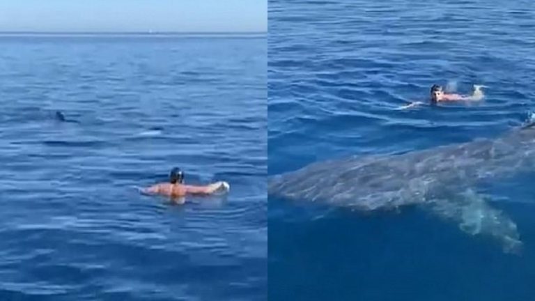 Κολυμβητής ήρθε πρόσωπο με πρόσωπο με καρχαρία 6 μέτρων (video)