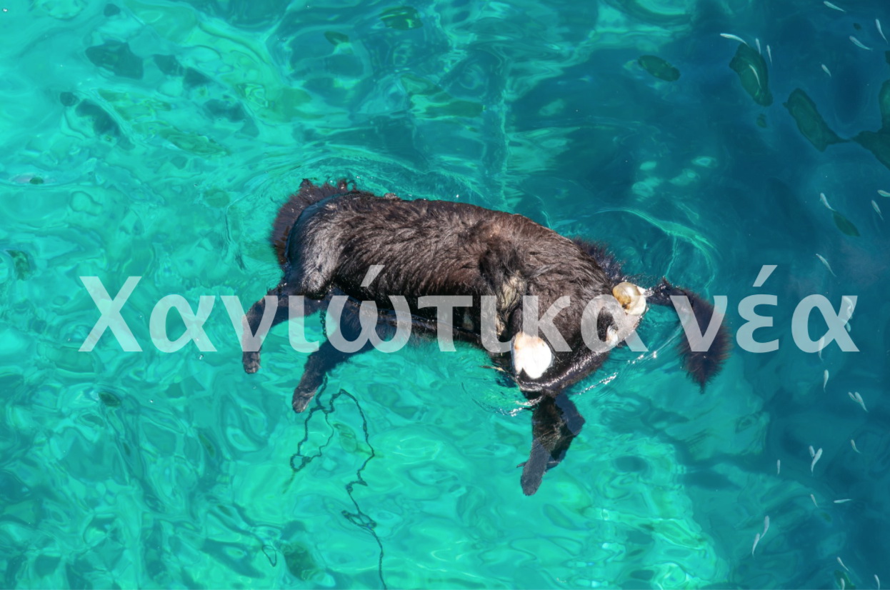 Φρίκη στα Χανιά - Έπνιξαν σκύλο στη θάλασσα (φωτο)