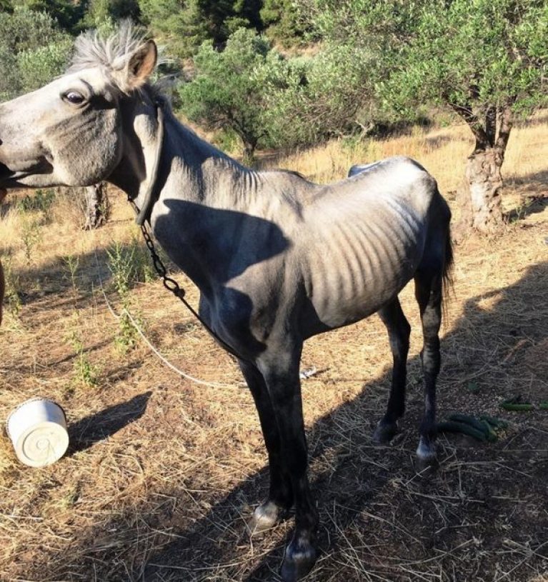 Χανιά: Άλλο ένα σκελετωμένο άλογο στην πόλη (φωτο)