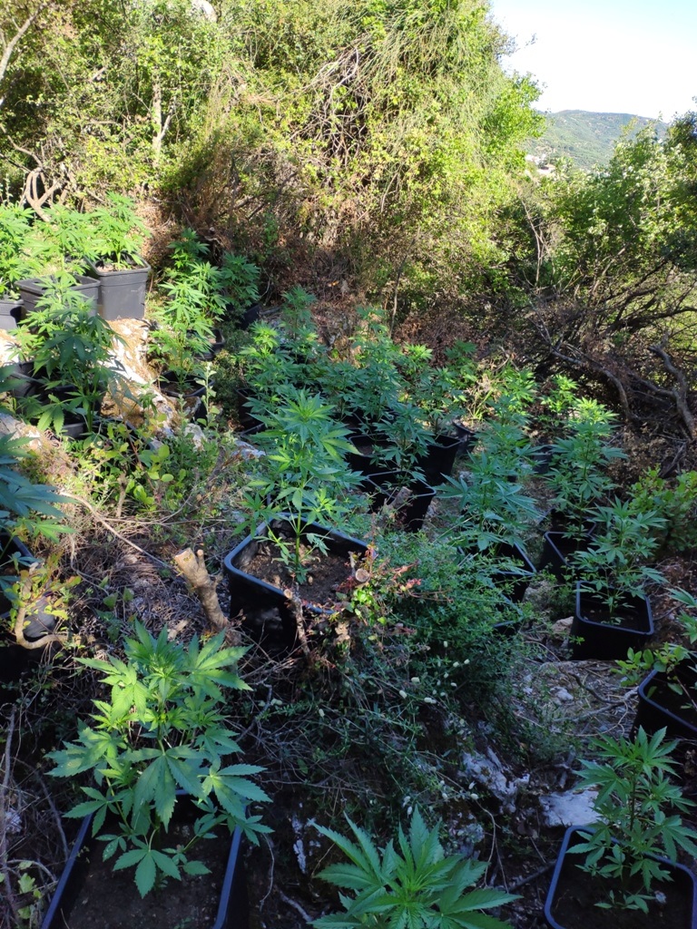 Εντοπίστηκε φυτεία με 200 δενδρύλλια στο Μυλοπόταμο (φωτο)