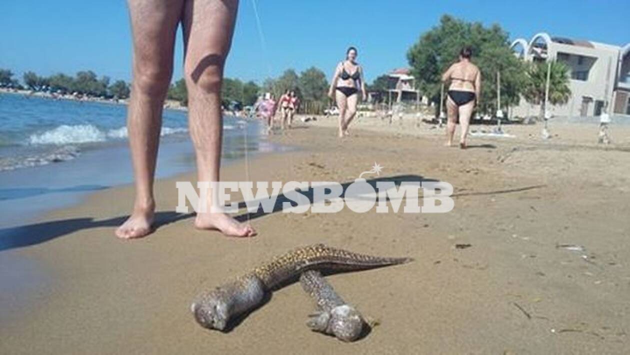 Χανιά: Τεράστιες σμέρνες ξεβράστηκαν σε γνωστή παραλία (φωτο)