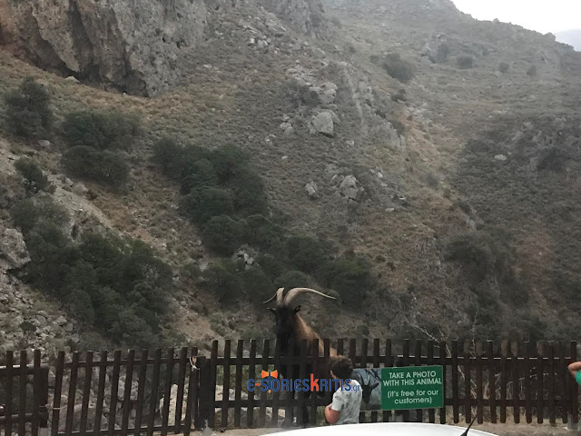 Χανιά: Απίστευτη κακοποίηση ζώου για να βγάλουν χρήματα (φωτο)