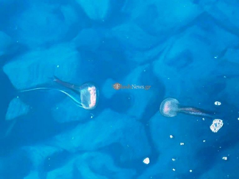 Χανιά: Αυξημένη παρουσία από τσούχτρες στα νότια (φωτο)