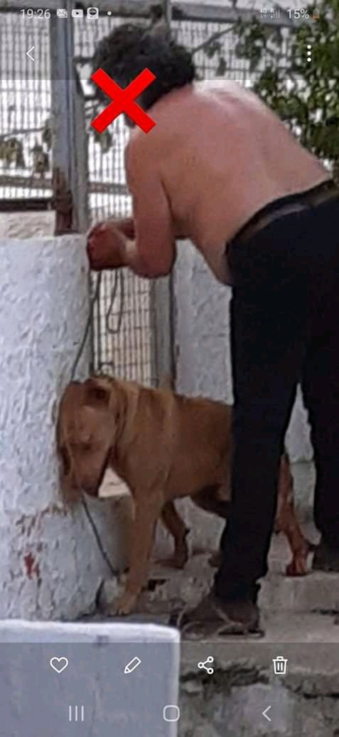 Χανιά: Οργή για τον βασανιστή του σκύλου, θαυμασμός για τον κτηνίατρο που το έσωσε