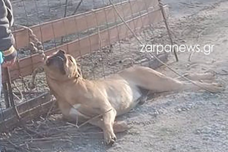 Χανιά: Νέα κτηνωδία σε χωριό στα Χανιά - Μαρτύριο η ζωή του σκύλου (φωτο)