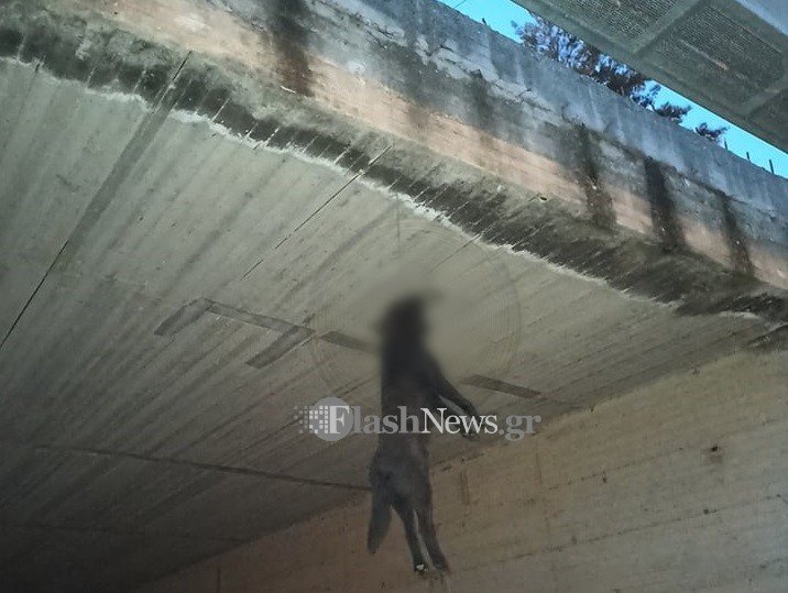 Χανιά: Φρίκη - Κρέμασαν σκύλο από γέφυρα (φωτο)