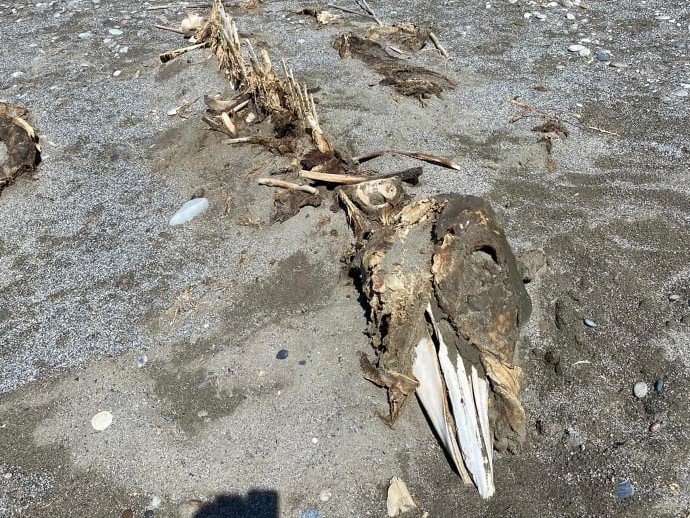Κρήτη: Περίεργο σκελετό τριών μέτρων ξέβρασε η θάλασσα σε διάσημη παραλία (φωτο)