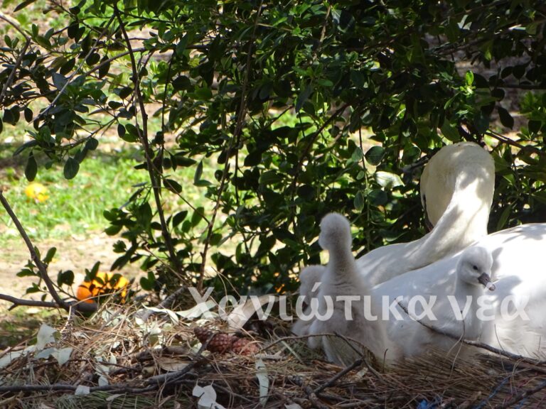 Xανιά: Γεννητούρια στον Δημοτικό Κήπο (φωτο)