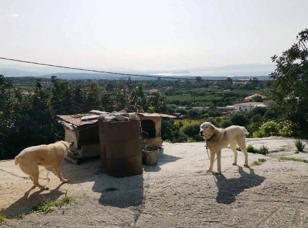 Χανιά: Nέα σύλληψη του “κηδεμόνα” που εξακολουθεί να κακοποιεί τα ζώα του και μετά την καταδίκη του!