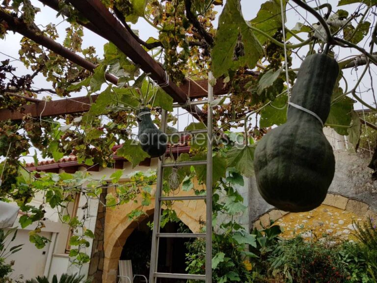 Χανιά: Γιγάντιες κολοκύθες φύτρωσαν στην αυλή Χανιώτη σε χωριό (φωτο)