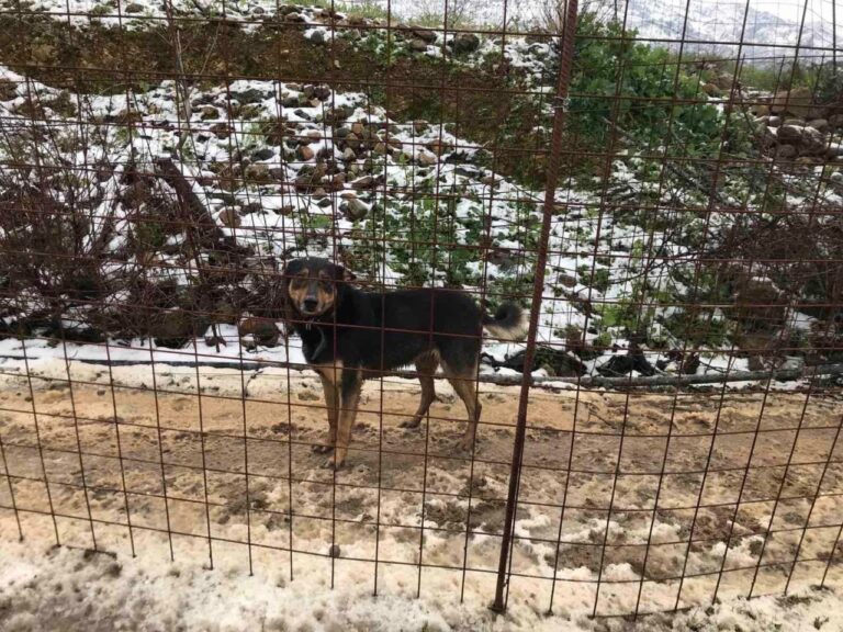 Χανιά: Απεγκλώβισαν δεσποζόμενο σκύλο στα Κεραμειά - Ζούσε σε άθλιες συνθήκες στο χιόνι (φωτο)