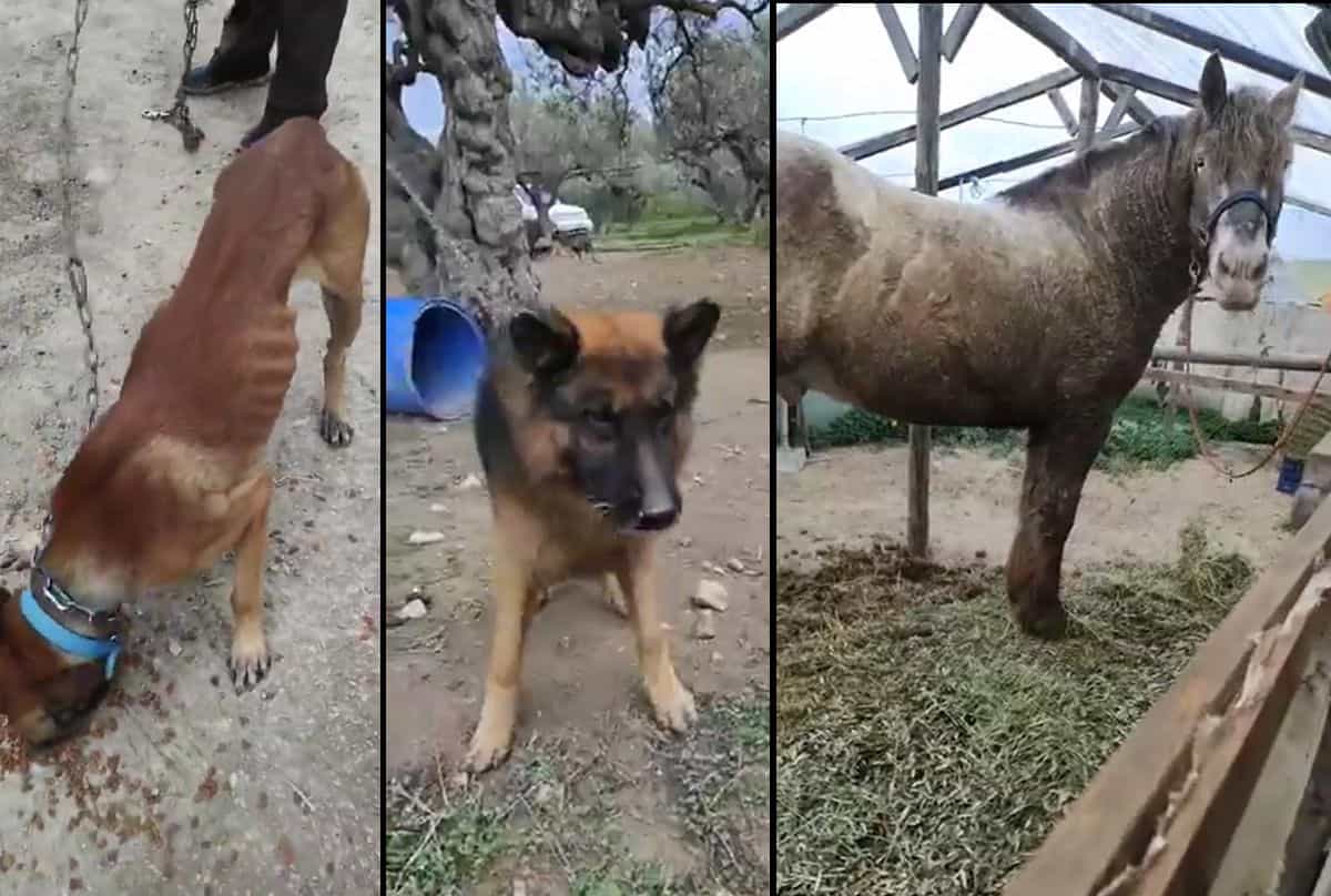 Κρήτη: Βρήκαν υποσιτισμένα σκυλιά και άλογο δεμένα σε ελαιόδεντρα - Χειροπέδες στον ιδιοκτήτη