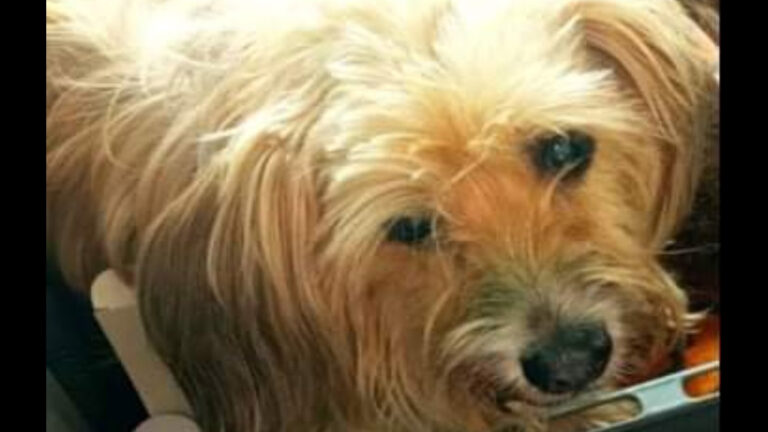 Χανιά: Χάθηκε και αναζητείται σκυλάκι (φωτο)