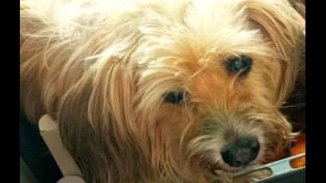 Χανιά: Χάθηκε και αναζητείται σκυλάκι (φωτο)