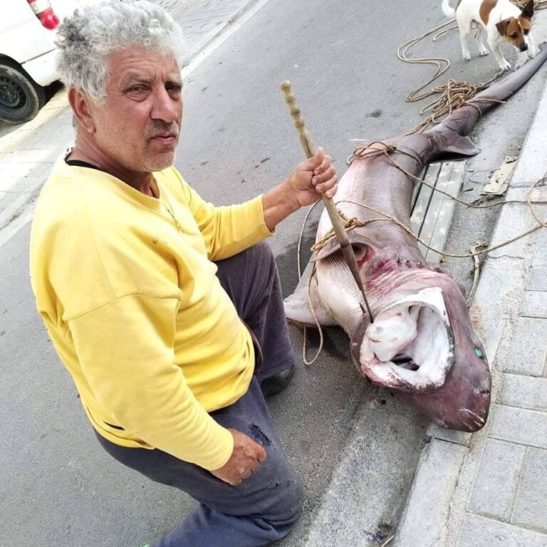 Για μπαλάδες πήγαινε καρχαρία έπιασε. Έναν καρχαρία τύπου σαπουνά έπιασε στο αγκίστρι του ένας ερασιτέχνης ψαράς από τα Χανιά.