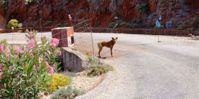 Χανιά: Σκυλί δεμένο σε βαρέλι βρέθηκε ημιλιπόθυμο - Αναζητείται από τις αρχές ο ιδιοκτήτης του (φωτο)