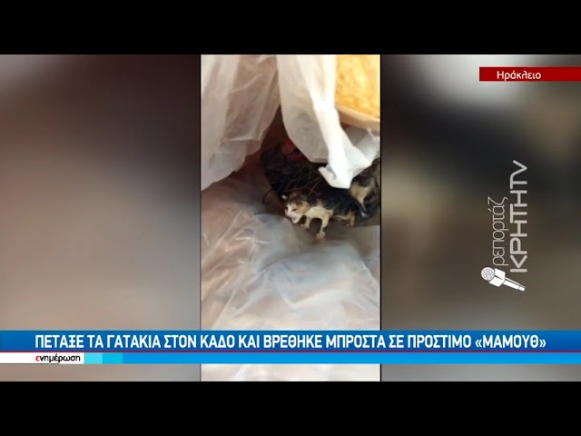 Κρήτη: Πρόστιμο «μαμούθ» 250.000 ευρώ σε 59χρονο που πέταξε γατάκια σε κάδο απορριμμάτων (video)