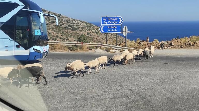 Κρήτη: Το κοπάδι βγήκε στην εθνική οδό και έκλεισε ο δρόμος! (φωτο)
