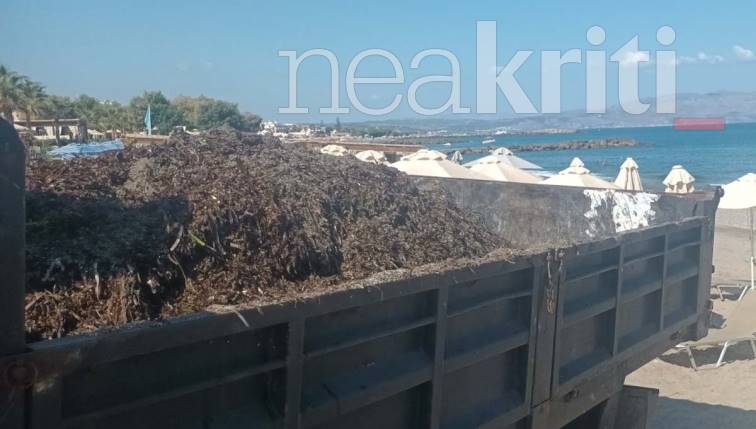 Χανιά: Γέμισαν με φύκια οι παραλίες - Που εντοπίζεται το μεγαλύτερο πρόβλημα (φωτο)