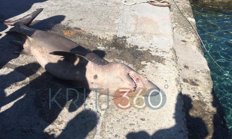 Χανιά: Αλιείς ψάρεψαν καρχαρία 2 μέτρων (φωτο)