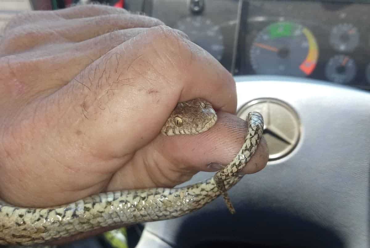 Χανιά: Βρήκε… φίδι σε κλουβί με καναρίνια (φωτο)