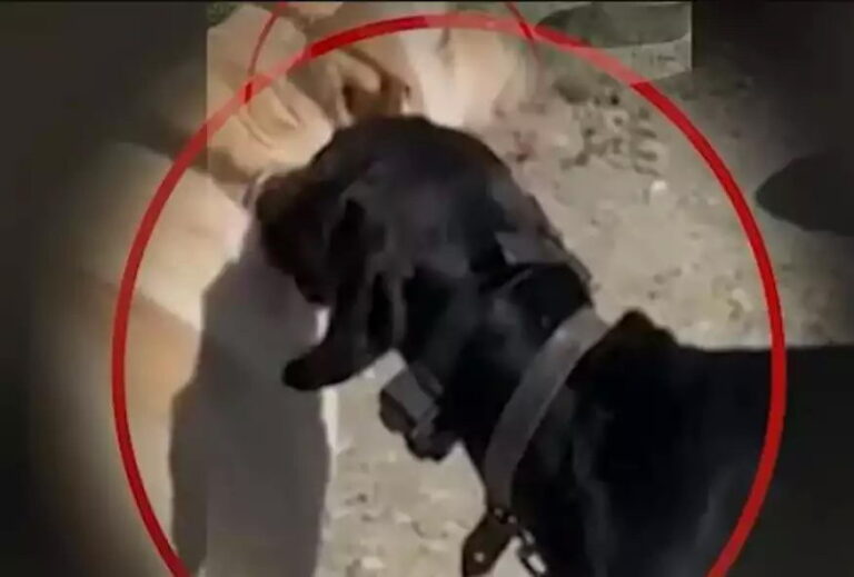Οργή στην Κρήτη: Βασάνιζε τον σκύλο του με ηλεκτροσόκ - Συνελήφθη ο δράστης (video)
