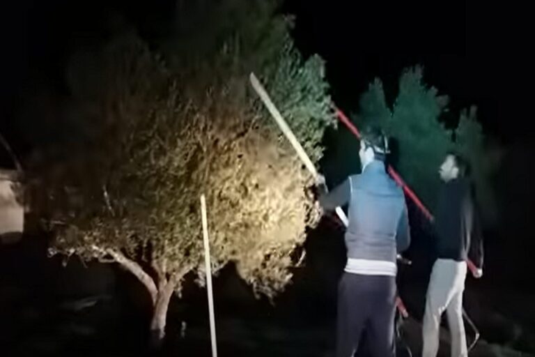 Κρητικοί σε μεγάλα κέφια - Μάζεψαν ελιές τη νύχτα με φακό και μετά μουσικής (video)