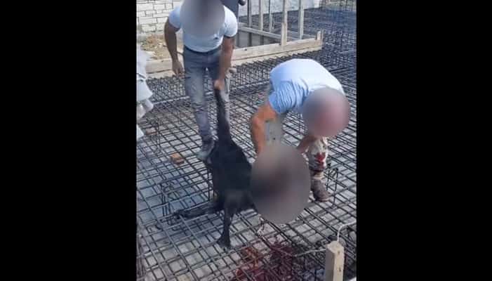 Χανιά: Βίντεο με σφαγή ζώου σε θεμέλια οικοδομής προκαλεί αντιδράσεις - ΠΡΟΣΟΧΗ ΣΚΛΗΡΕΣ ΕΙΚΟΝΕΣ