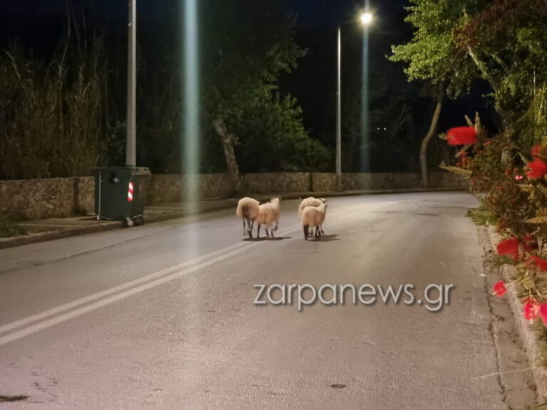 Χανιά: Βραδινή… έξοδος για πρόβατα - «Έκοβαν» βόλτες σε δρόμο στον Κλαδισό (video - φωτο)