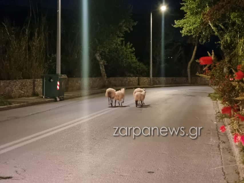 Χανιά: Βραδινή… έξοδος για πρόβατα - «Έκοβαν» βόλτες σε δρόμο στον Κλαδισό (video - φωτο)