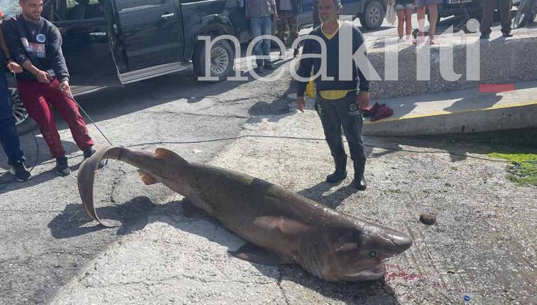 Κρήτη: Καρχαριοειδές 200 κιλών μπλέχτηκε στα δίχτυα ψαράδων (φωτο - video)