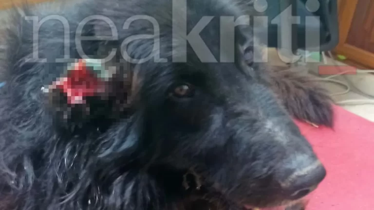 Κρήτη: Ένα ακόμη φρικτό περιστατικό κακοποίησης ζώου - Σοκαρισμένος και ο κτηνίατρος από την εικόνα του άτυχου σκύλου (video)
