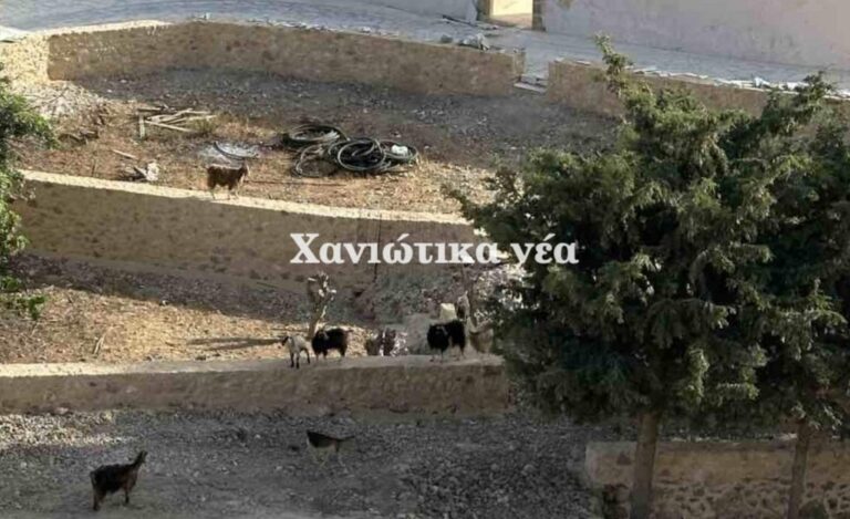 Χανιά: Αδεσποτία και στη Μονή Χρυσοσκαλίτισσας! (φωτο)