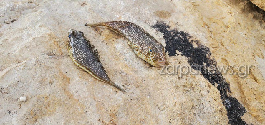 Χανιά: Ψαράδες έπιασαν λαγοκέφαλους σε πολυσύχναστη παραλία (φωτο)