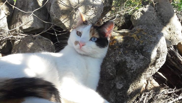 Χανιά: Πυροβολούν τις γάτες - Καταγγελία του Φιλοζωικού συλλόγου Χανίων (φωτο)