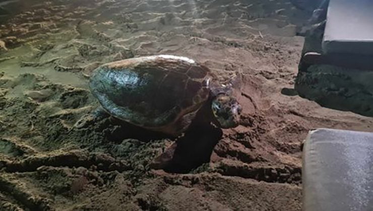 Χανιά: Παραλίγο ακρωτηριασμός τουρίστριας που τη δάγκωσε θαλάσσια χελώνα στο Μαράθι