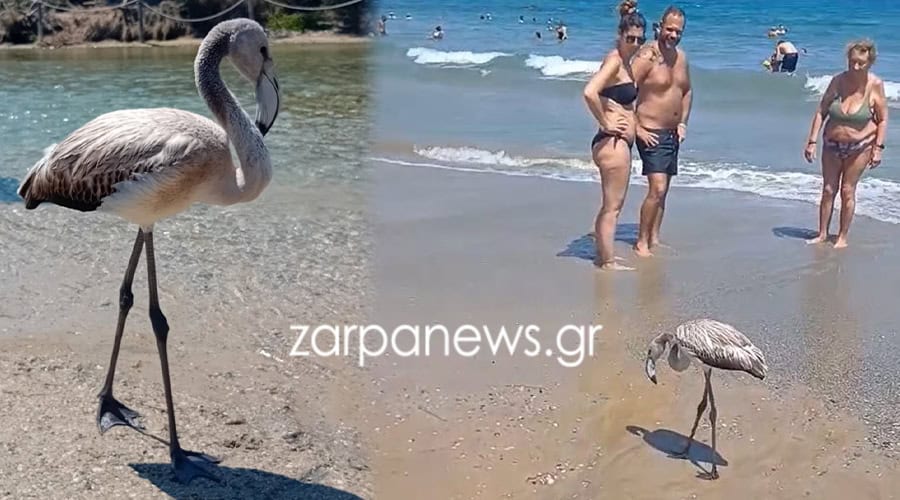 Χανιά: Ένα φλαμίνγκο σε παραλία (φωτο - video)