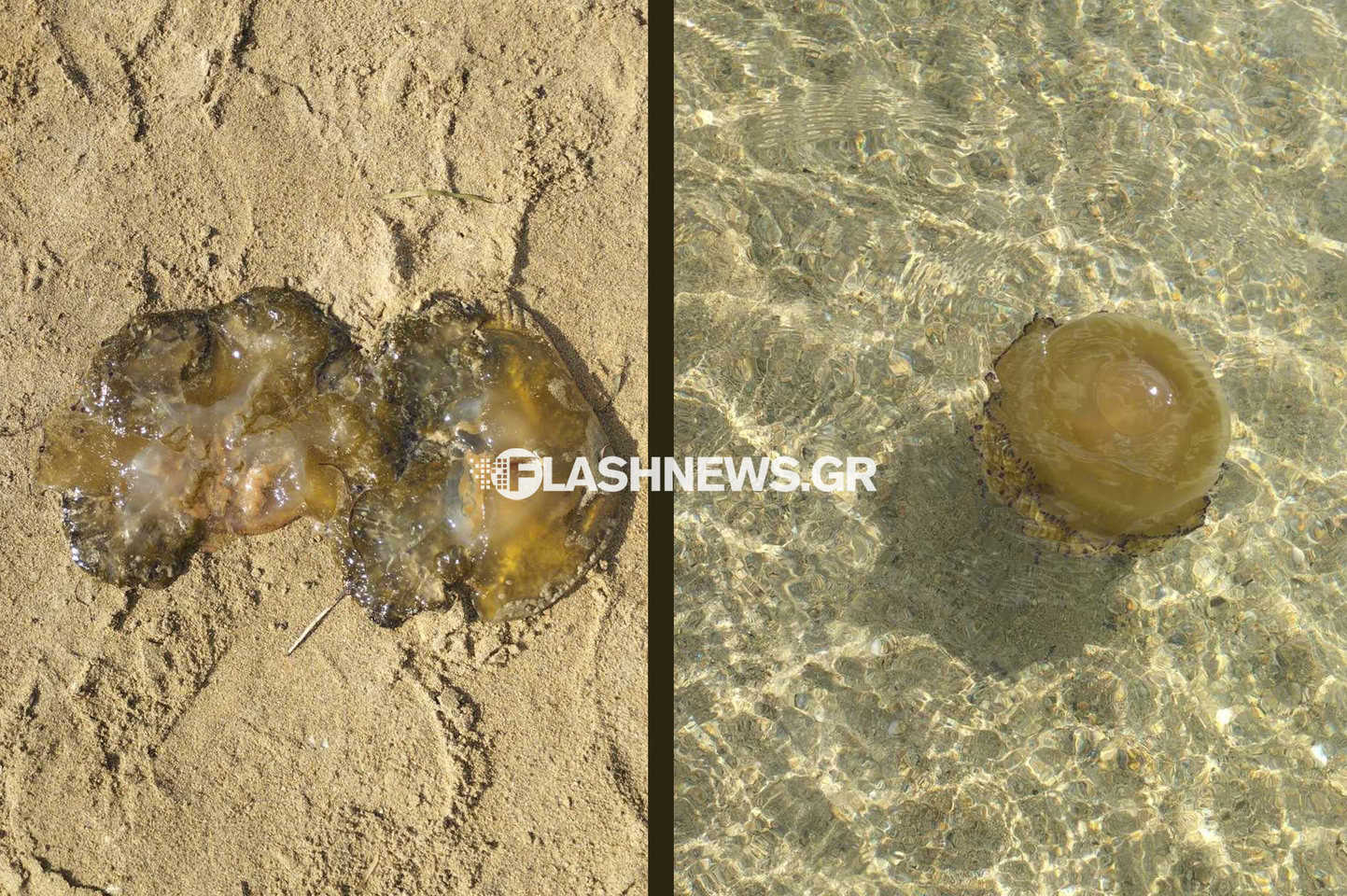 Χανιά: Προσοχή! Εμφανίστηκαν τσούχτρες σε οικογενειακή παραλία (φωτο)