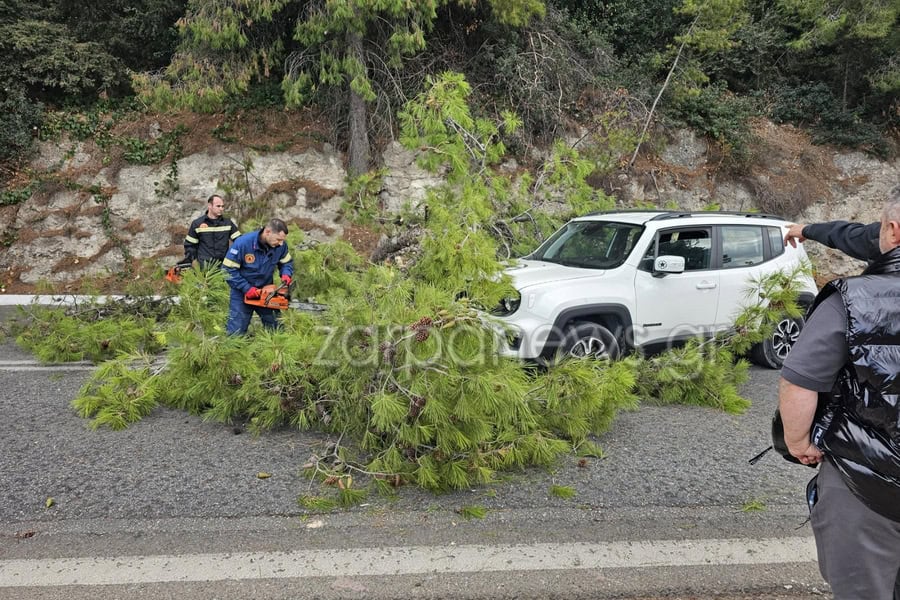 Χανιά: Στα Δικαστήρια θα κριθεί πώς έπεσε το δέντρο στην Ακρωτηρίου: Δεν αποδέχεται ο Δήμος να αποζημιώσει τον οδηγό