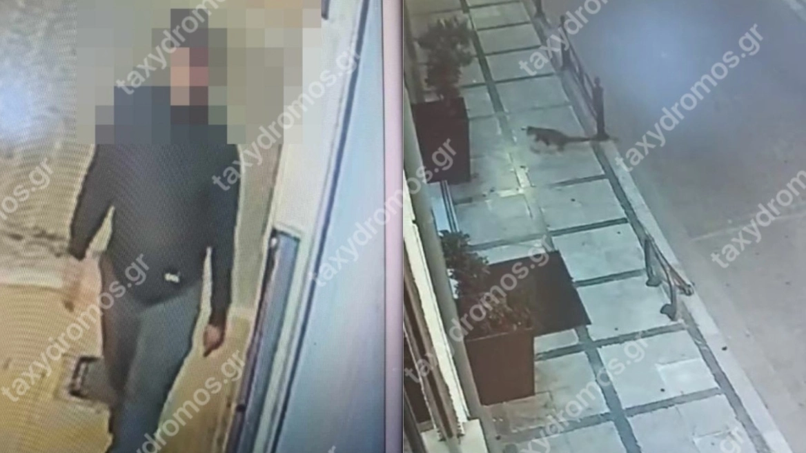 Στο εδώλιο ο 39χρονος που σκότωνε και βασάνιζε αδέσποτα κατά συρροή - Η δικογραφία για τις φρικτές του πράξεις