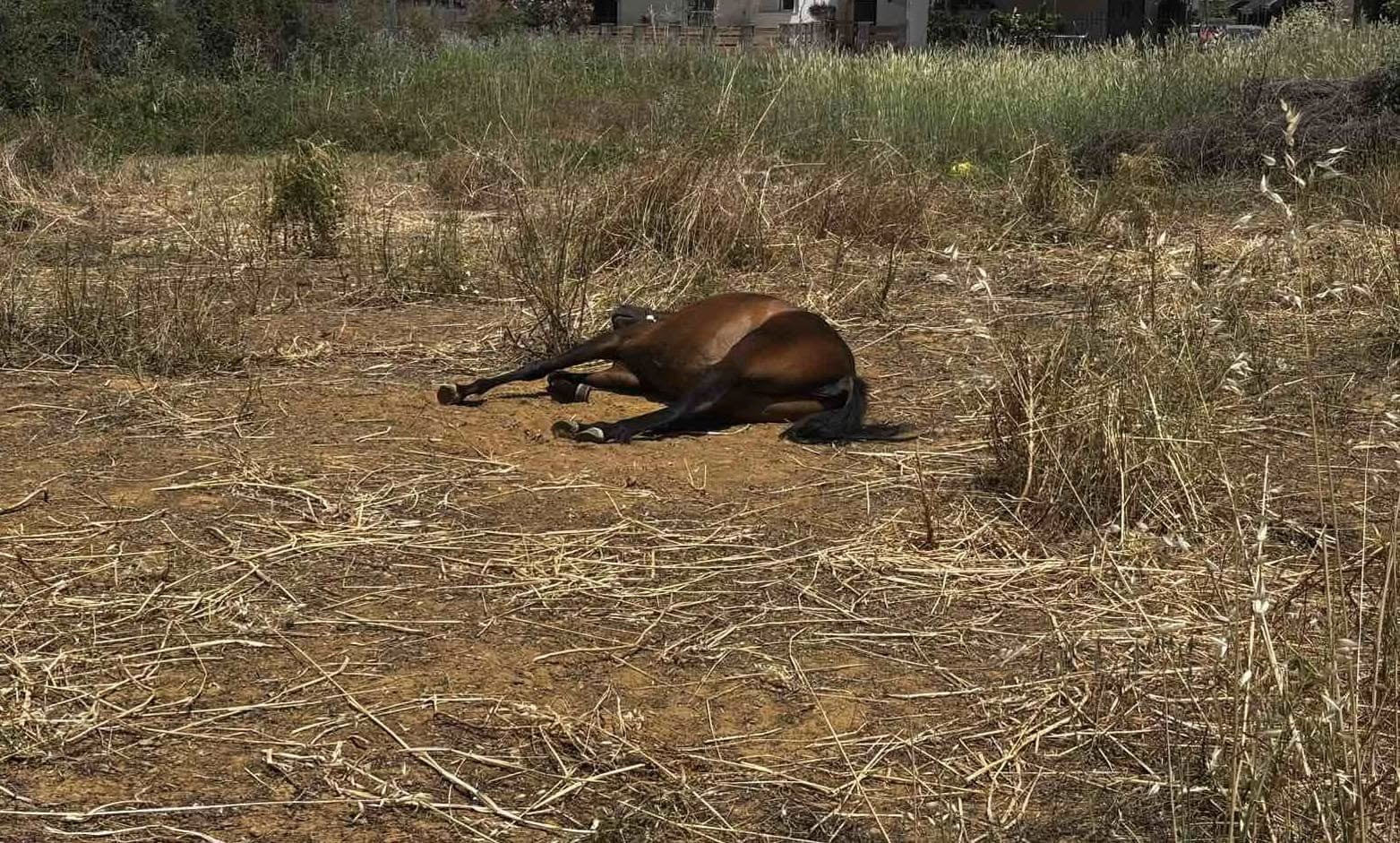 Χανιά: Άλογο κατέρρευσε από την ζέστη (φωτο)