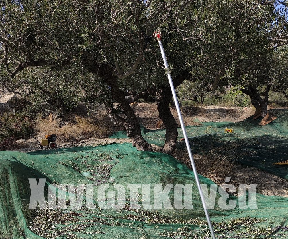 «Ξεριζώστε τις ελιές»… πώς και δεν το είχαµε σκεφθεί!