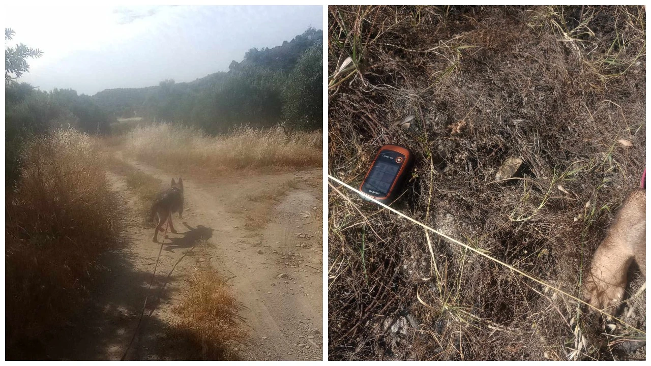 Σοκ στην Κρήτη: Μαζική δηλητηρίαση σκύλων με φόλες – Νεκρά πάνω από 10 ζώα