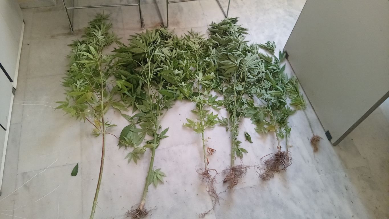 Χανιά: Καλλιεργούσε δενδρύλλια κάνναβης στο σπίτι του μέσα στην πόλη! – Είχε μπει στο “στόχαστρο” της αστυνομίας