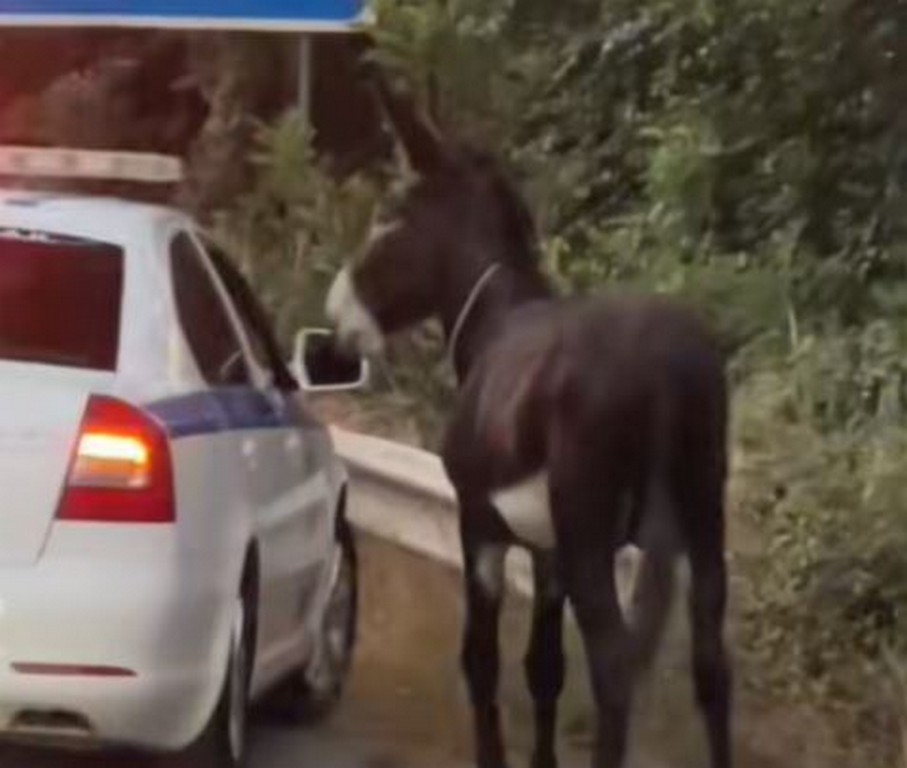 Χανιά: Αστυνομικοί «συνέλαβαν» γάιδαρο που έκοβε βόλτες στην Εθνική! (video)