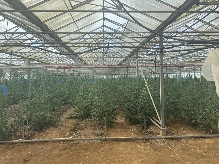 Η καλλιέργεια στο θερμοκήπιο ήταν κάνναβη με 1.157 δενδρύλλια – Δύο συλλήψεις