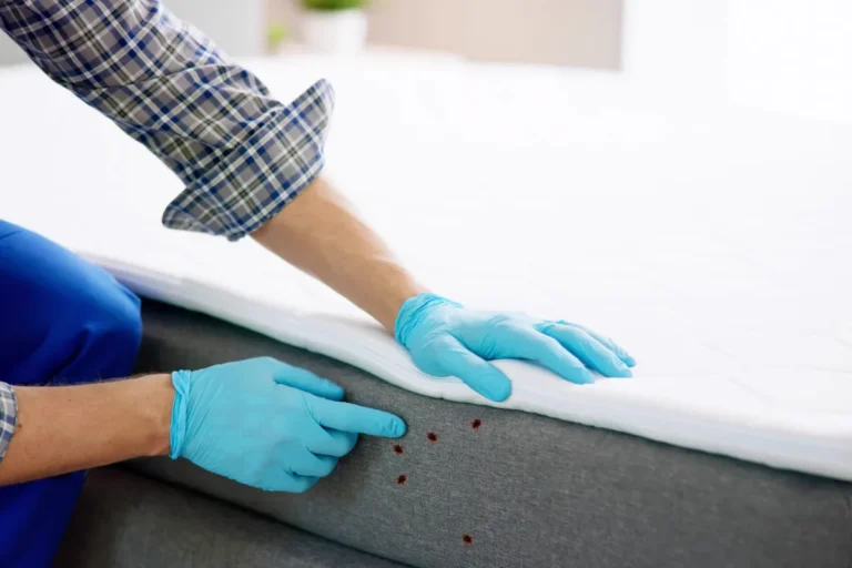 Λύσεις για κοριούς - Ο αποτελεσματικός τρόπος να απαλλαγείτε οριστικά