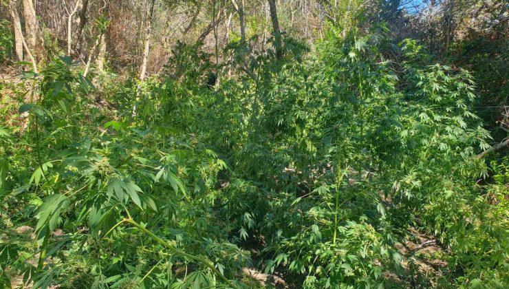 Χανιά: Σε ειδικά διαμορφωμένο χώρο καλλιεργούσαν 130 δενδρύλλια και στο σπίτι είχαν σχεδόν 3,5 κιλά κάνναβη (φωτο)