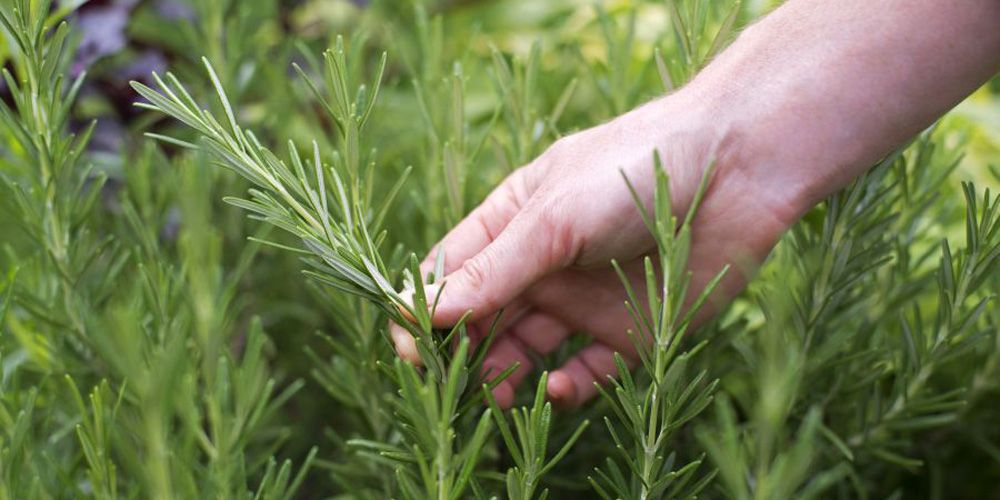 Συνταξιούχος έκοψε ένα κλαράκι δεντρολίβανο και οδηγήθηκε στο κρατητήριο