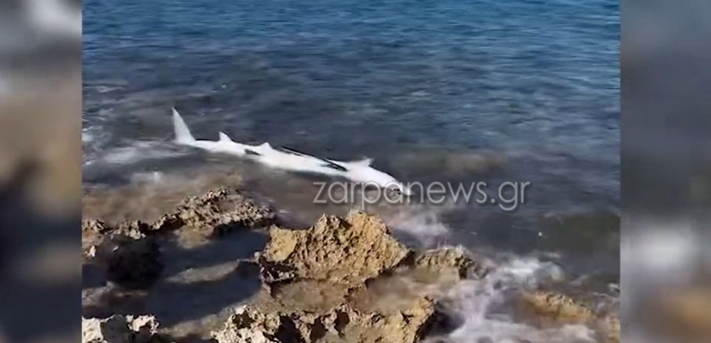 Xανιά: Απίστευτες εικόνες στην παραλία του Σταυρού: Ξεβράστηκε καρχαριοειδές στα βράχια (Video)